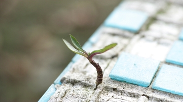 【建材百科】磁磚脫落好危險！簡單帶你了解三大化學因素