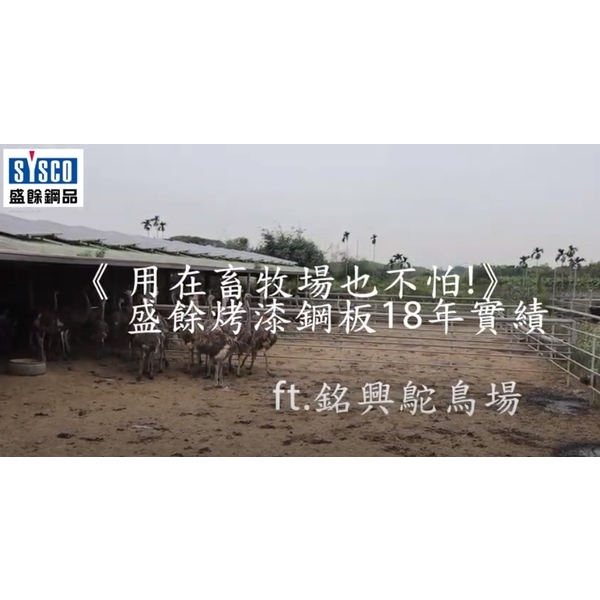 用在畜牧場也不怕! 盛餘烤漆鋼板18年實績 ft.銘興鴕鳥場 用在畜牧場也不怕! 盛餘烤漆鋼板18年實績 ft.銘興鴕鳥場