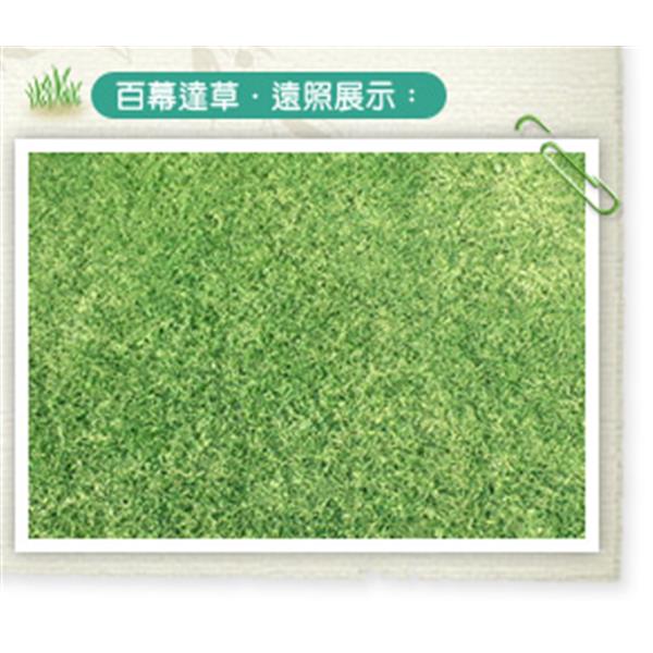 百幕達草-遠照