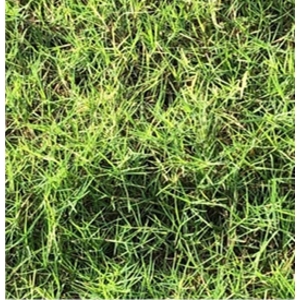 百幕達草-聯合草皮農場