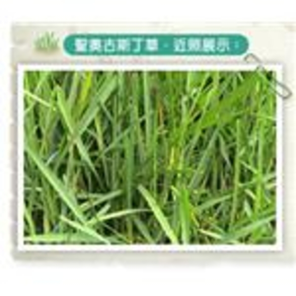 聖奧古斯丁草