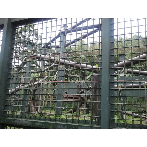 動物園黑猩猩展場 動物園黑猩猩展場