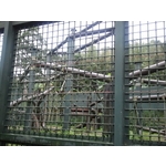動物園黑猩猩展場 - 中辰室內裝修設計工程有限公司