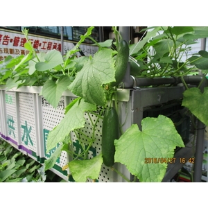 魚菜供水園架-拉風廣告企業有限公司