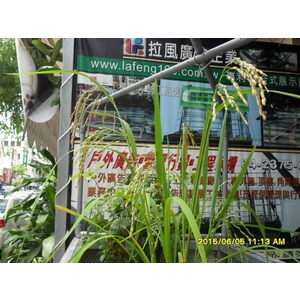 魚菜供水園架 稻熟案例-拉風廣告企業有限公司