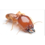 白蟻防治處理