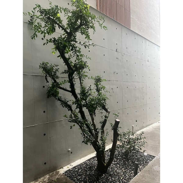 後製仿清水模-興永泰塗裝工程有限公司