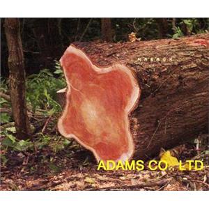 桃花心木-阿丹馬克股份有限公司