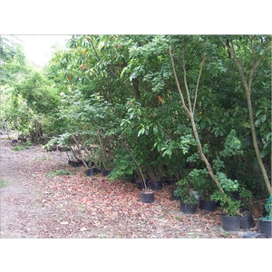 植栽、植栽買賣-宏信土木包工業