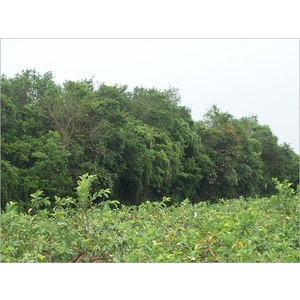 植栽、植栽買賣-宏信土木包工業