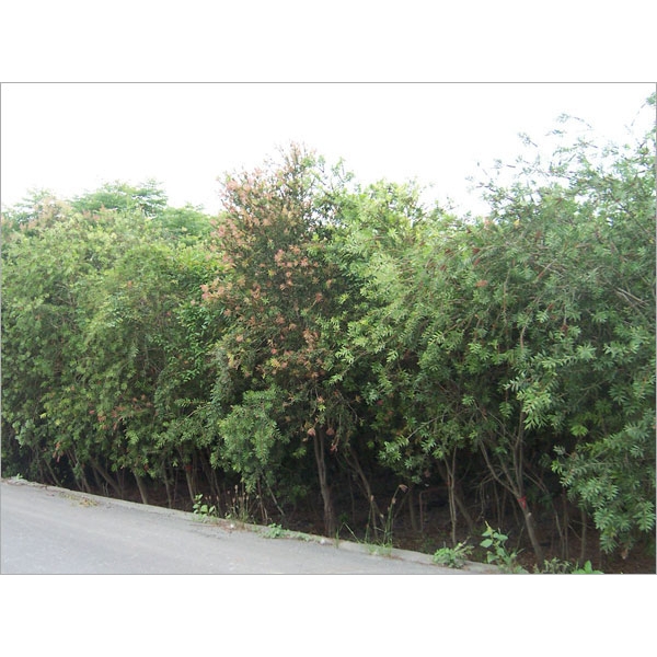 植栽、植栽買賣