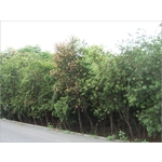 植栽、植栽買賣-宏信土木包工業
