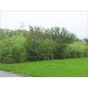 植栽、植栽買賣-宏信土木包工業