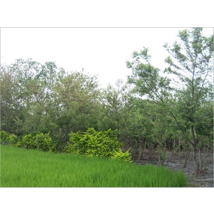 植栽、植栽買賣-宏信土木包工業