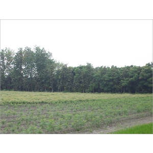 植栽、植栽買賣-宏信土木包工業