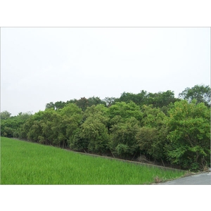 植栽、植栽買賣-宏信土木包工業