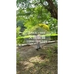 學校環境除蟲消毒-桃園