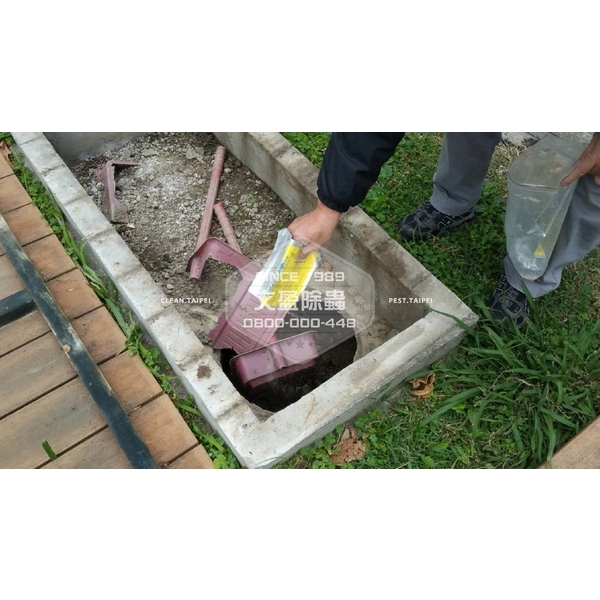 學校環境除蟲消毒.蜘蛛防治-文盈蟲害防治企業社