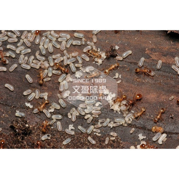 紅火蟻防治-文盈蟲害防治企業社