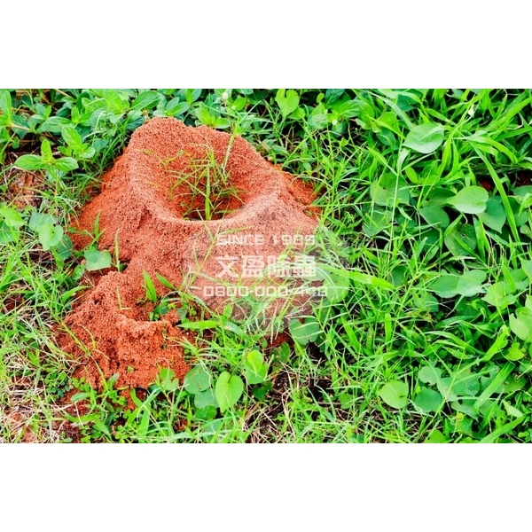 紅火蟻防治-文盈蟲害防治企業社