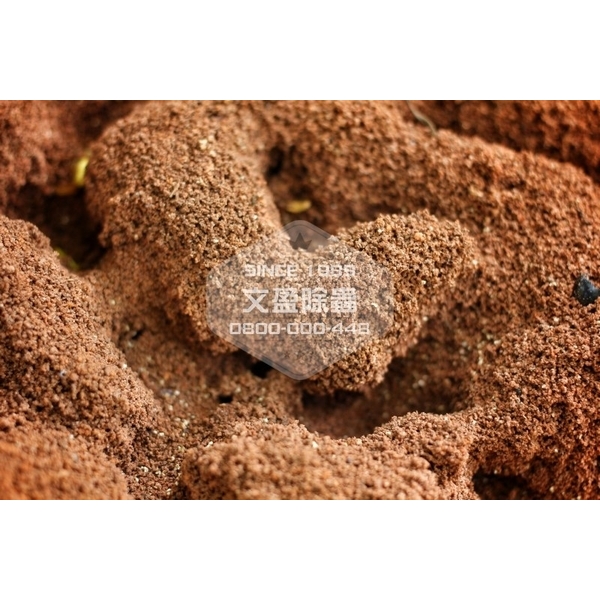 紅火蟻防治-文盈蟲害防治企業社