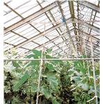 植物栽培溫室
