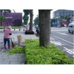 台中七期行道樹美化工程 - 芊邑園景工程有限公司