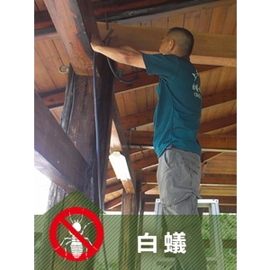 白蟻防治-上安專業除蟲企業行