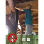 白蟻防治-上安專業除蟲企業行