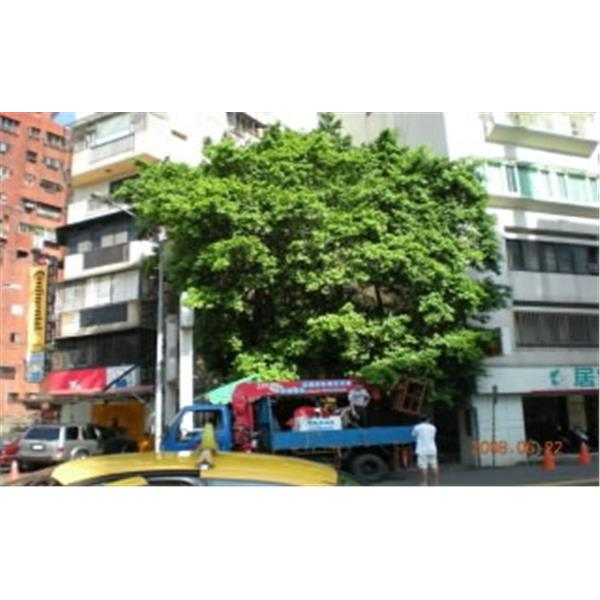 榕樹修剪-剪刀倫園藝社
