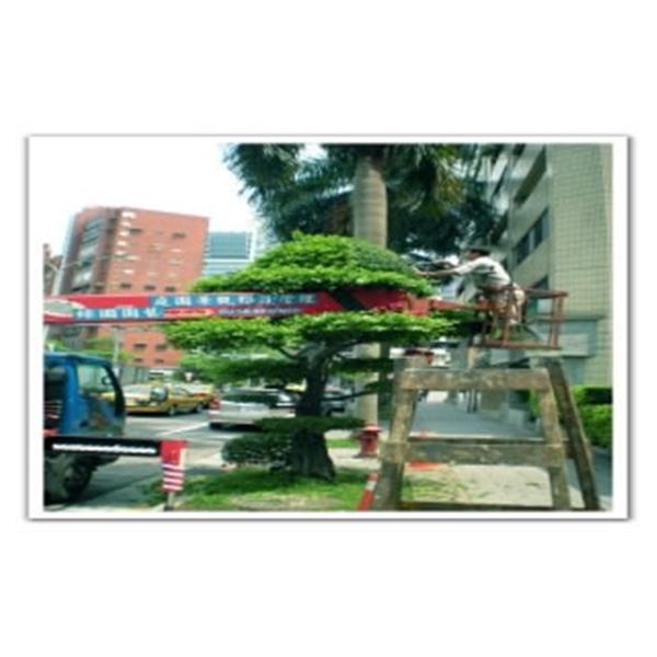 層榕修剪-剪刀倫園藝社