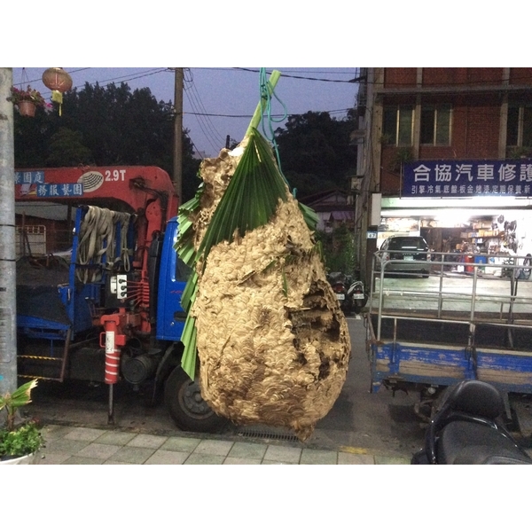 蜂巢摘除