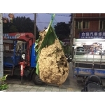 蜂巢摘除 - 剪刀倫園藝社