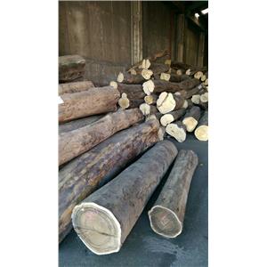 玉檀香(綠檀)-吉普森企業有限公司