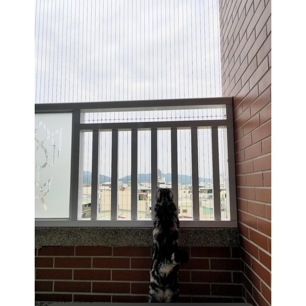 防貓墜隱形鐵窗-唐盛科技企業行