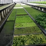水耕蔬菜塑膠布-達榮企業社