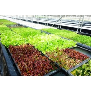水耕蔬菜塑膠布-達榮企業社