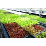 水耕蔬菜塑膠布-達榮企業社