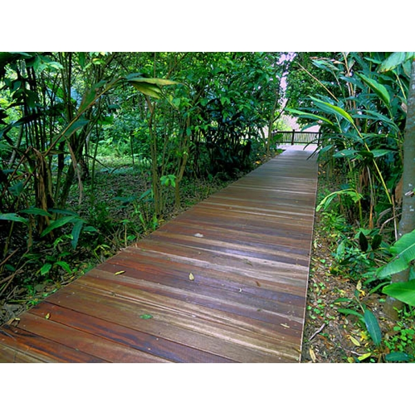 小森林木棧道 小森林木棧道