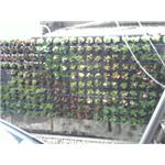 花台工程