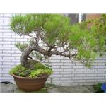 五葉松盆栽