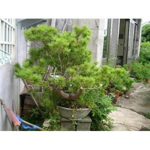 五葉松盆栽-鼎田園藝草皮行