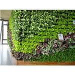 龍潭廠辦-室內植生墻工程