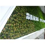 汐止植生墻工程
