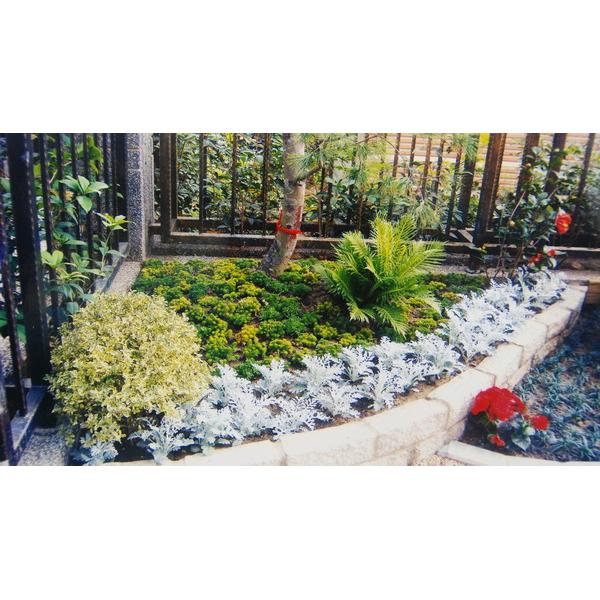 庭園造景花草種植 庭園造景花草種植