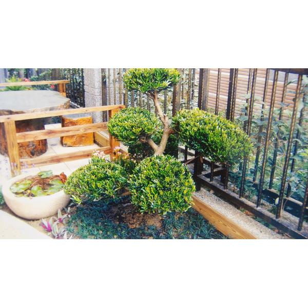 庭園造景草木修剪 庭園造景草木修剪