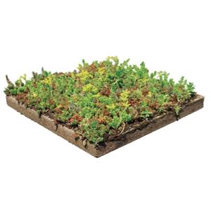 景天科植物與基板的結合-怡程股份有限公司