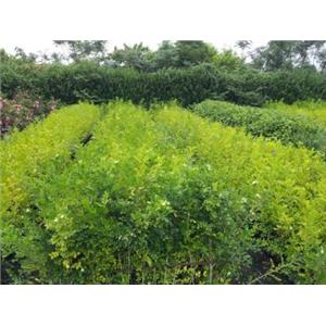 種苗-寶鎰興業有限公司