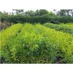 種苗-寶鎰興業有限公司