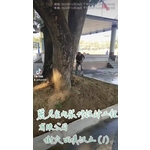 景觀工程－樹穴施作－樹穴回填沃土1 - 麗君室內裝修設計工程有限公司